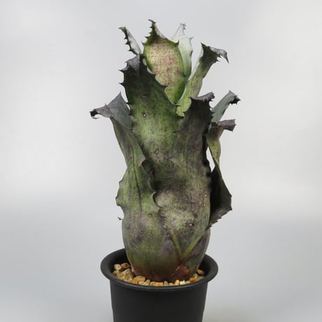 フリーセア　ハイパースペース　Vriesea 'Hyperspace'激レア Vriesea 'Hyperspace' | Fantastic Gardens Hawaii