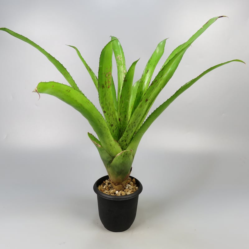 Aechmea 'Freckles' cv. of organensis | Panus