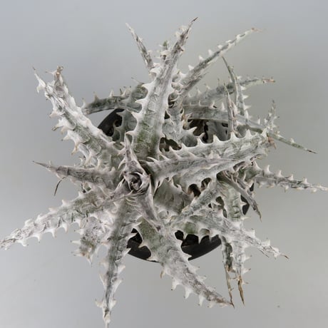 士魂植栽Dyckia SilverFox CrownofThorn dyckia一覧｜ピヨすけ@多肉の魔王