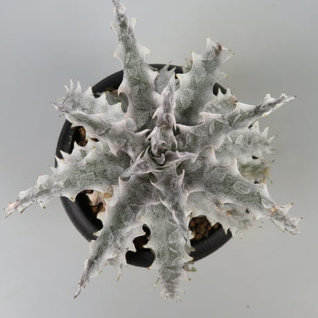 ディッキア エルカホン Dyckia El Cajon ⑴ タグ付き Dyckia（ディッキア） | レアプランツ通販サイトPlants Maniax