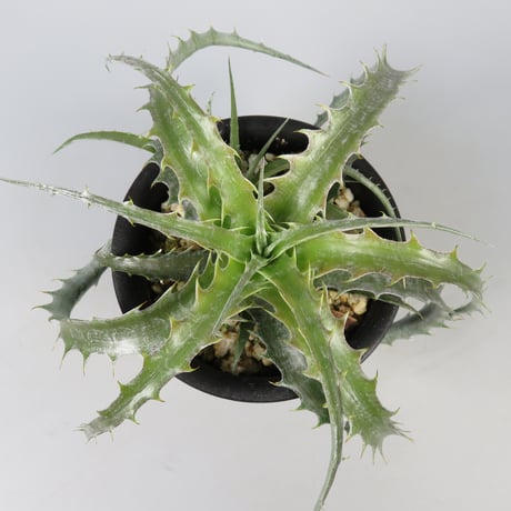 確認用①メドゥーサ Medusa ディッキア　発根済みカキ子 やや大きめ 確認用①メドゥーサ Medusa ディッキア 発根済みカキ子 やや大きめ