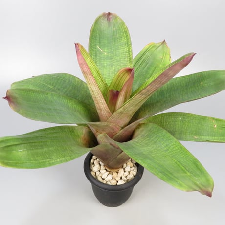 ブロメリア・エアープランツ Vriesea Smudge Grub ブロメリア・エアープランツ Vriesea Smudge Grub Vriesea