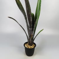 Hohenbergia Black Raijin | Panus