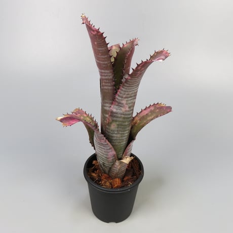 ビルベルギア | STORES