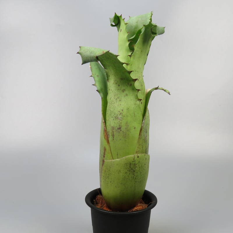 Hohenbergia magnispina | Panus