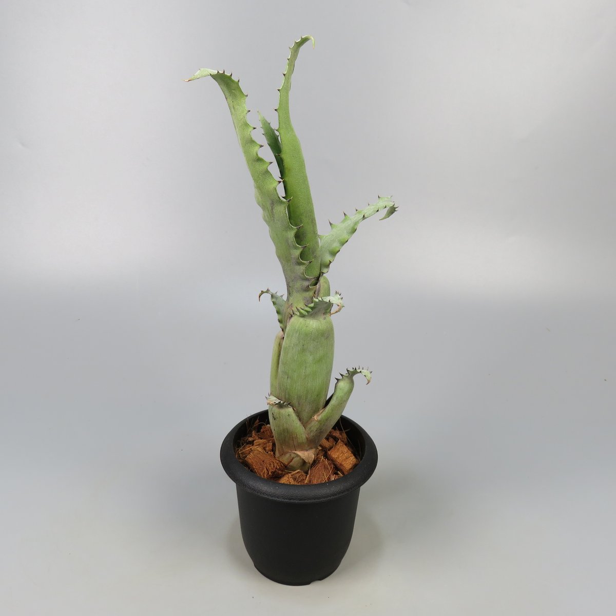 Aechmea tocantina | Panus