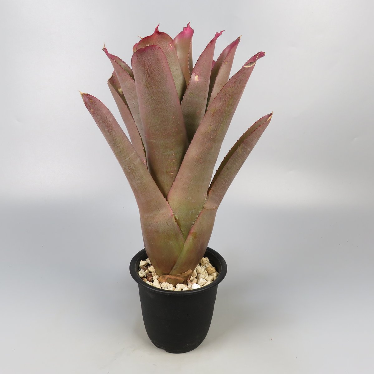 Neoregelia cruenta 'Rubra' | Panus