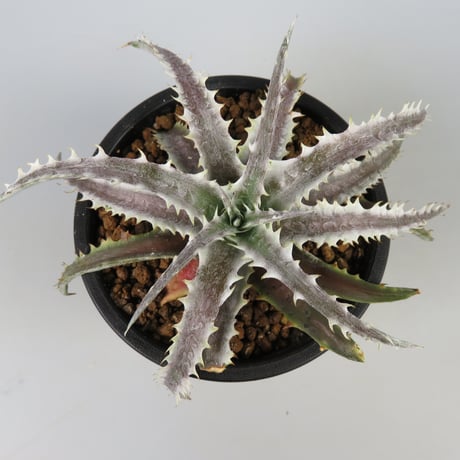 dyckia | STORES