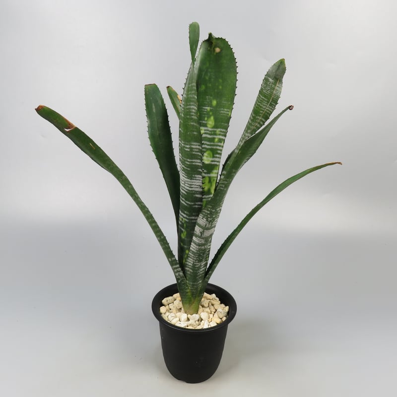 ブロメリア　billbergia virginia ビルベルギア Billbergia Hybrid 【artPLANTs】ビルベルギア/タンクブロメリア