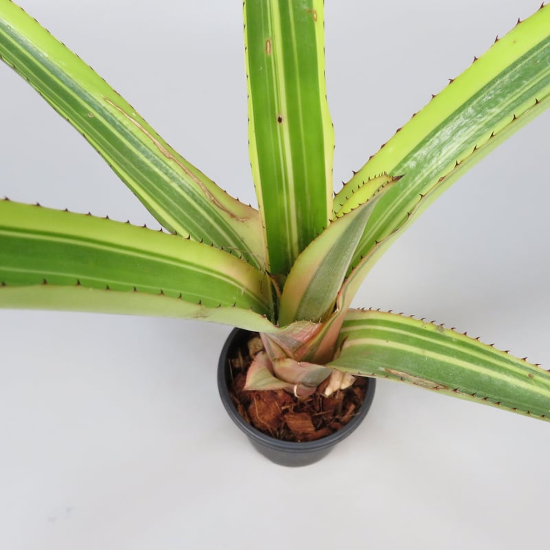 ブロメリア・エアープランツ Aechmea melodrama Aechmea melodrama