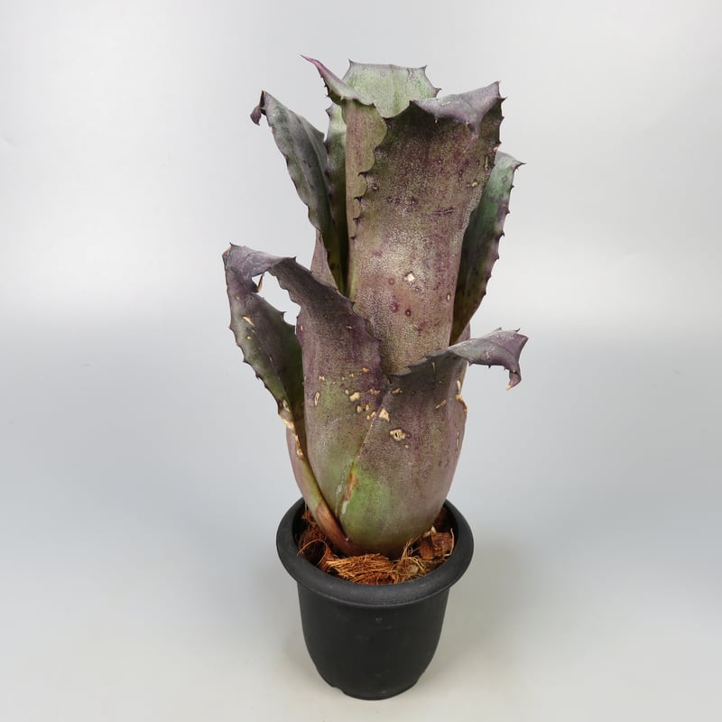 YAMA Hohenbergia leopoldo H DSなど2点 YAMA Hohenbergia leopoldo H DSなど2点 YAMA Hohenbergia