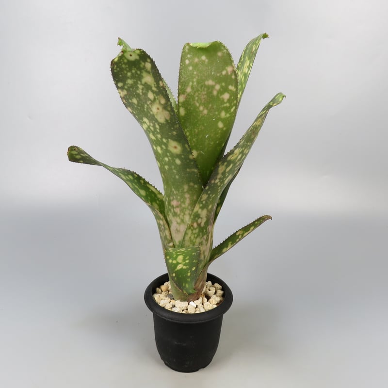 ブロメリア・エアープランツ Billbergia Talbot Eve 楽天市場】(現品) ビルベルギア 'タルボットイブ' (No.62332