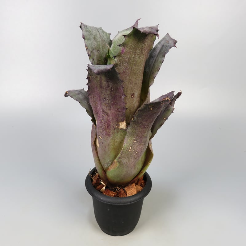 ブロメリア・エアープランツ Hohenbergia Leopoldo horstii Hawai clone Hohenbergia leopoldo-horstii Hawaii form | Panus