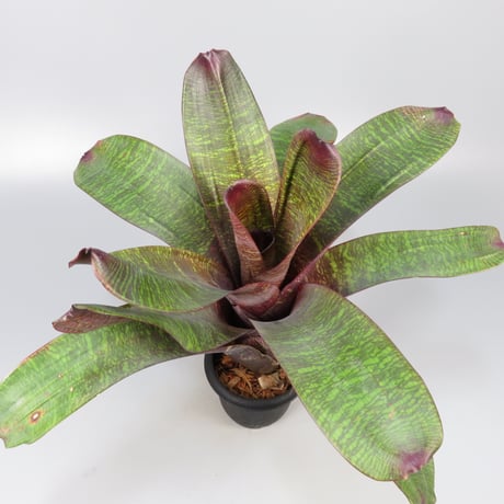 ブロメリア・エアープランツ Vriesea Hybrid Red Red Vriesea Bromeliad - Red Flowers or Flower Parts - Almost