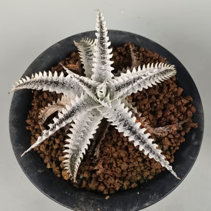 【極斑】dyckia satith 斑入り Dyckia 'Satith' . 斑入りは華やか‼️ いつかウチでも実生から