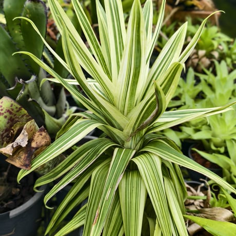 Vriesea ospinae 'Tricolor Variegata'