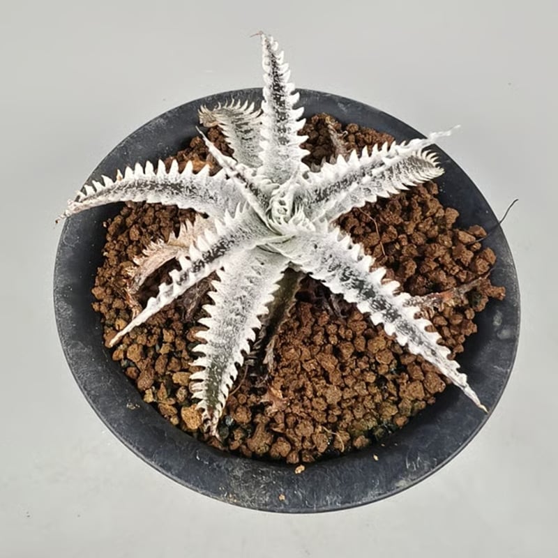 Dyckia Kaguyahime (Quantum x Keswick)(#PSA051)