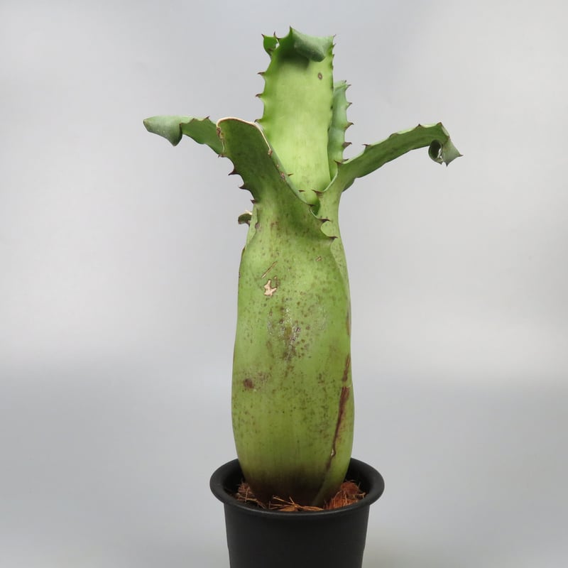 ブロメリア・エアープランツ Hohenbergia Magnispina ブロメリア・エアープランツ Hohenbergia Magnispina