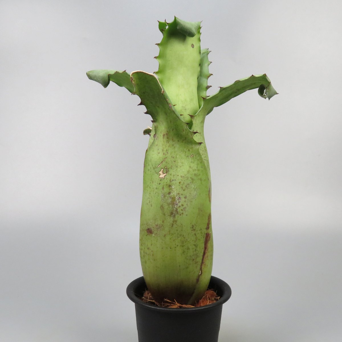 Hohenbergia　magnispina　ホヘンベルギア　マグニスピナ fit=scale-down,w=1200