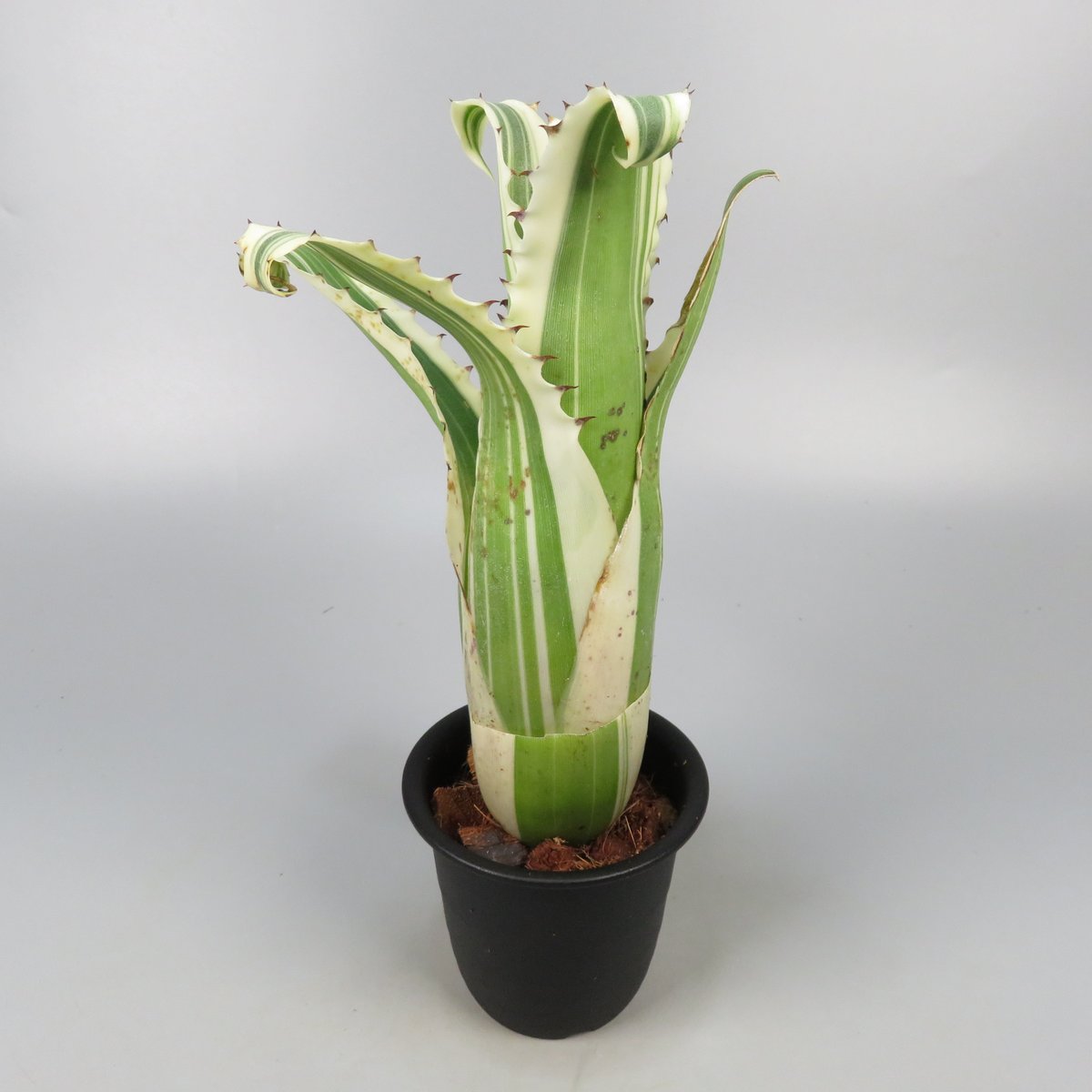 最強鋭鋸歯】 Hohenbergia Karla' No.2 Hohenbergia 'Karla