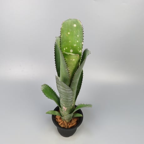 Billbergia 'Kolan Marble Shark' | Panus