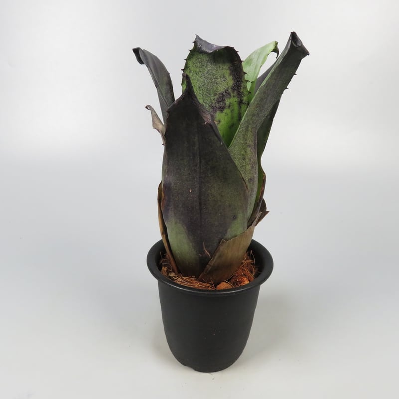 Hohenbergia leopoldo-horstii Black form | Panus