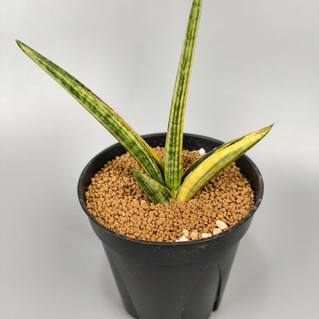 ネオレゲリア | STORES