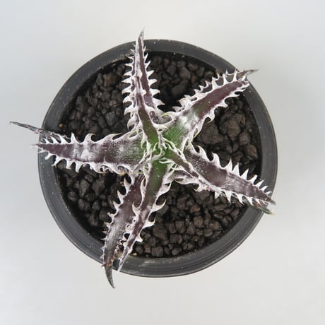 ディッキア Dyckia Koka Wolff (original) ⑵ ディッキア Dyckia Koka Wolff (original) ⑵