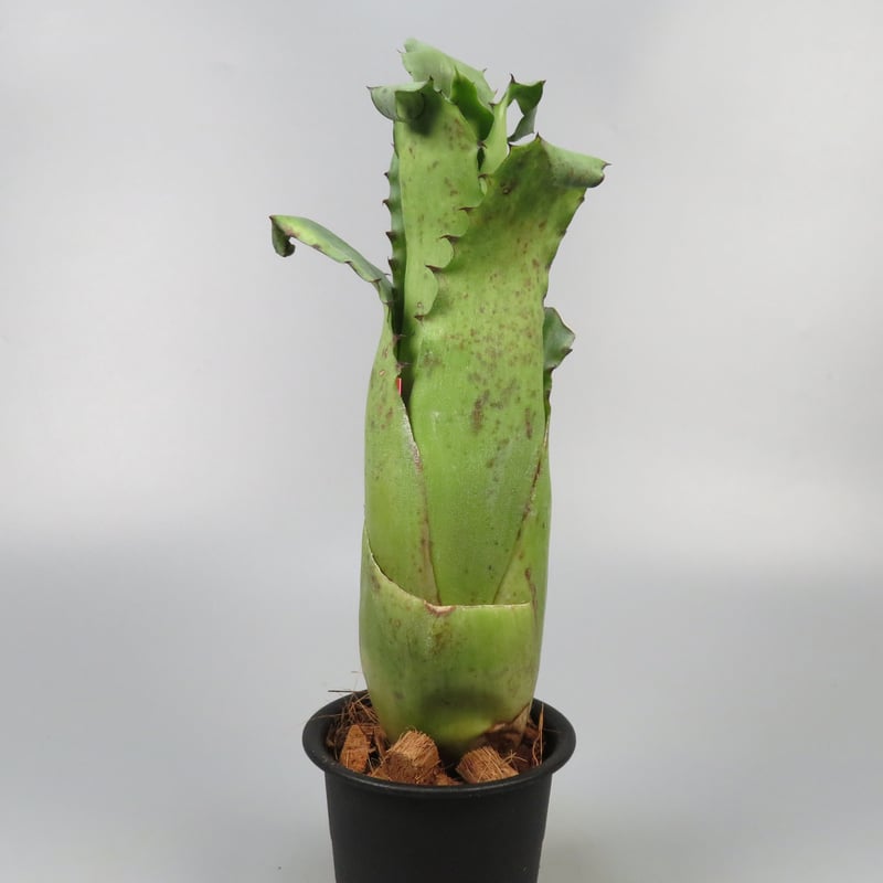 抜苗】Hohenbergia magnispina ホヘンベルギア ホヘンベルギア