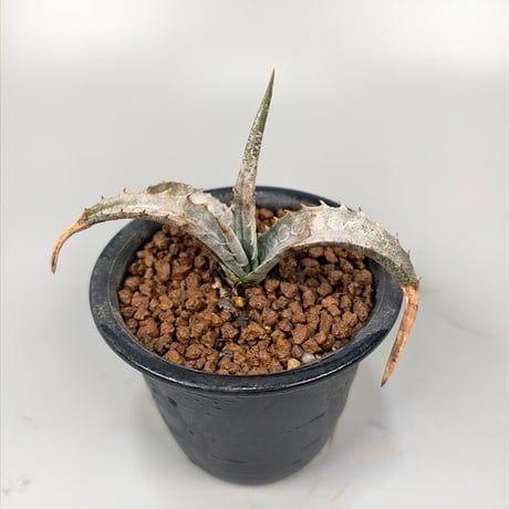 ブロメリア・エアープランツ Canistrum Seidelianum Dark form ブロメリア・エアープランツ Canistrum Seidelianum Dark form
