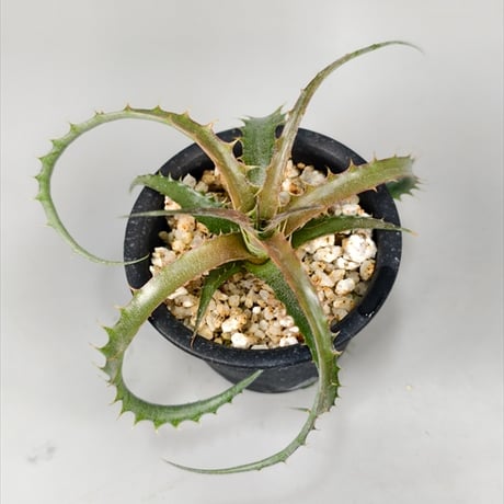 ブロメリア・エアープランツ Dyckia Golden Finger Dyckia Golden Finger
