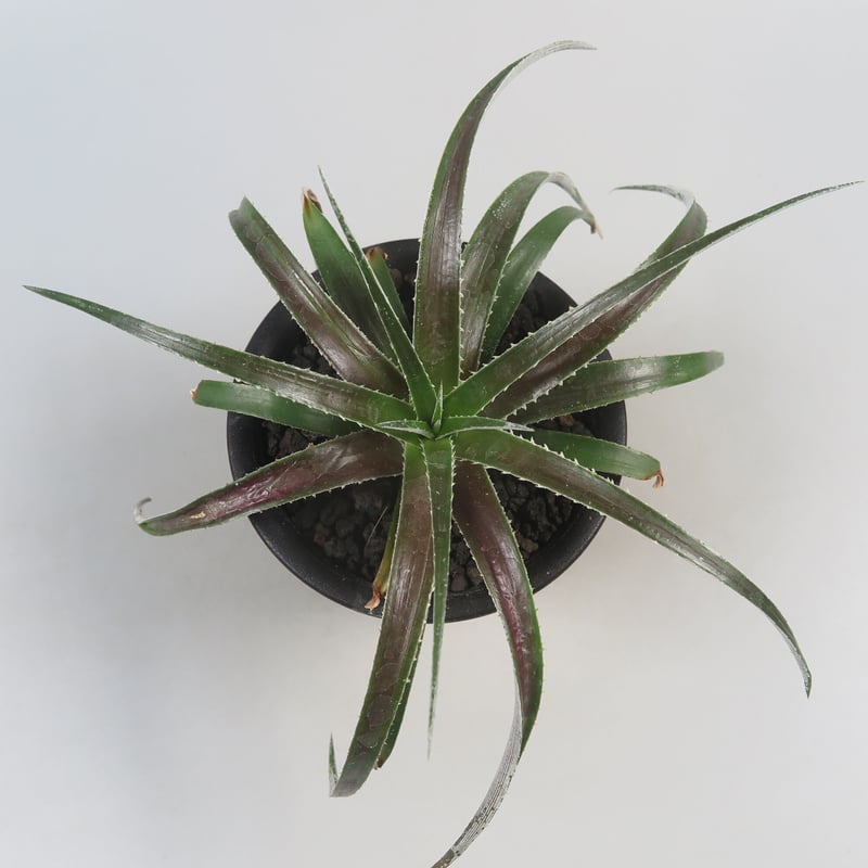 xDyctia Dyckia Arizona x Hechtia glomerata #XDT...