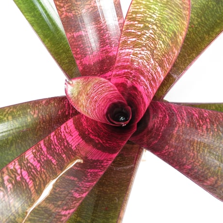 ブロメリア・エアープランツ Vriesea Hybrid Red ブロメリア,ネオレゲリア | エアープランツ専門店 Branches and
