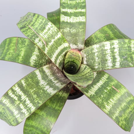 フリーセア ハイパースペース Vriesea 'Hyperspace'激レア 【公式通販】