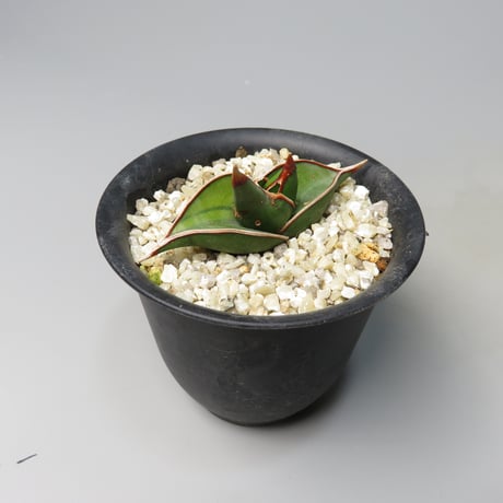 STORES 植物の検索結果 STORES 植物の検索結果