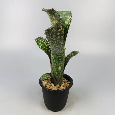 フリーセア | STORES