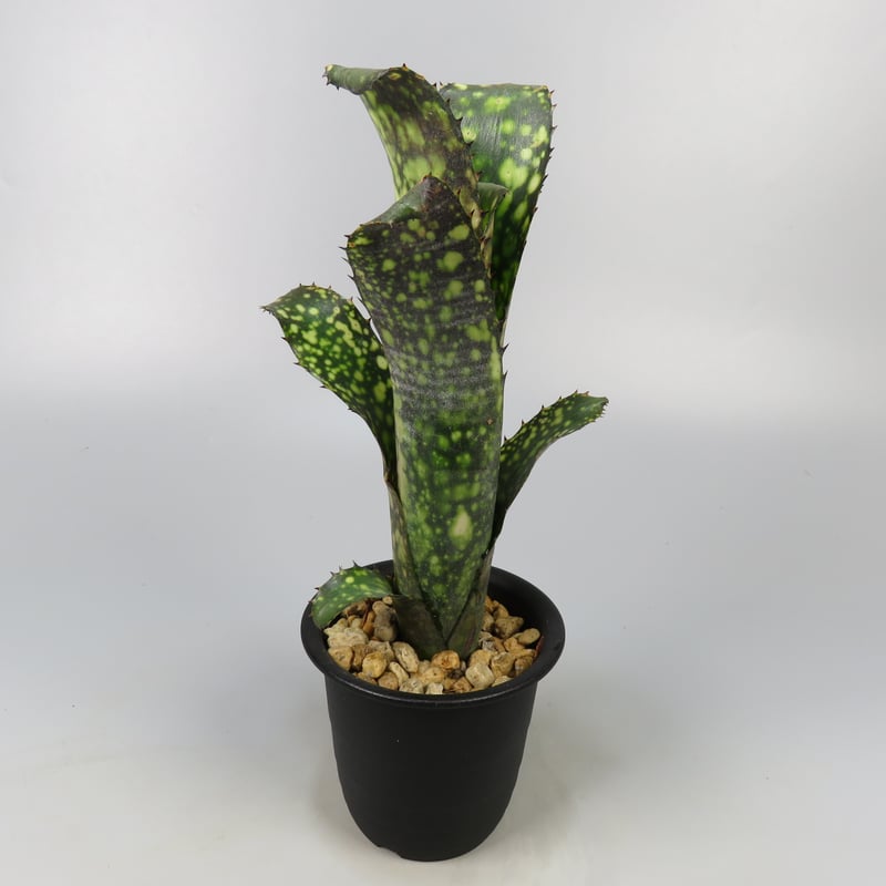 ブロメリア・エアープランツ Billbergia Hana hou Billbergia Hana Hou - Bird Rock Tropicals