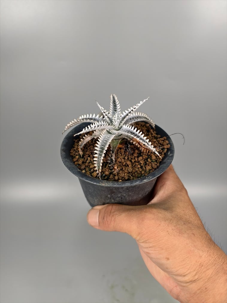【極斑】dyckia satith 斑入り 極斑】dyckia satith 斑入り
