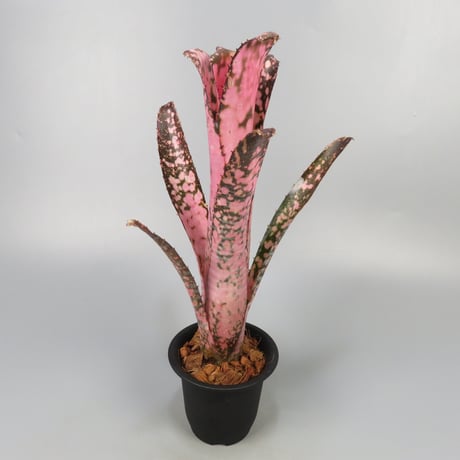 ビルベルギア | STORES