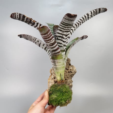 【送料無料】Vriesea 'Swagger'〔フリーセア〕現品発送V133 フリーセア | STORES