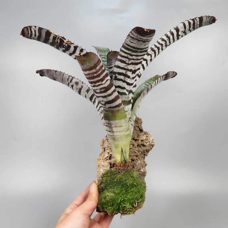 Aechmea chantinii Black Ice seedling (コルク樹皮仕立)