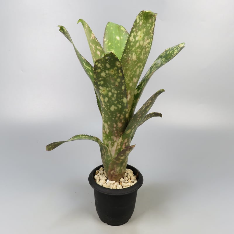 ブロメリア・エアープランツ Billbergia Talbot Eve Billbergia Talbot Eve ブロメリア・エアープランツ