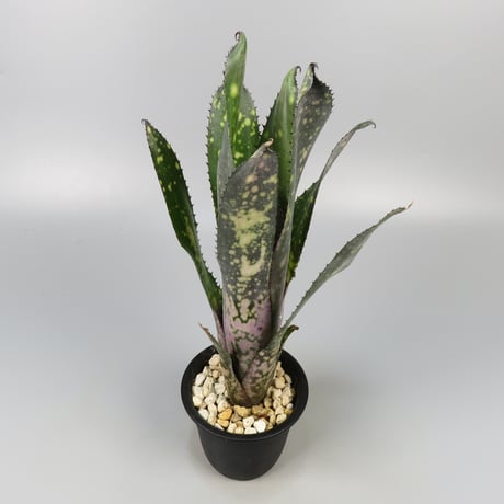 Quesnelia Rafael Oliveira④ 抜き苗 タンクブロメリア Quesnelia 'Rafael Oliveira' 抜き苗 タンクブロメリア - メルカリ