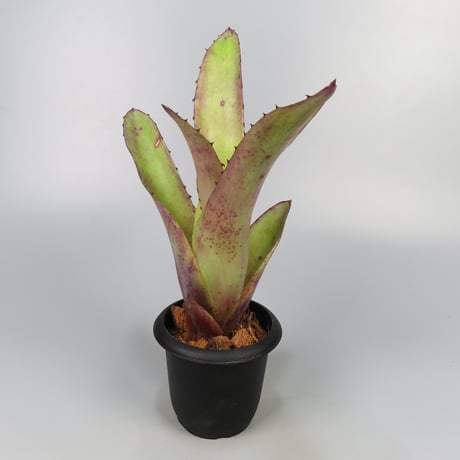 タンクブロメリア | STORES