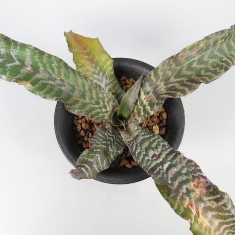 タンクブロメリア | STORES