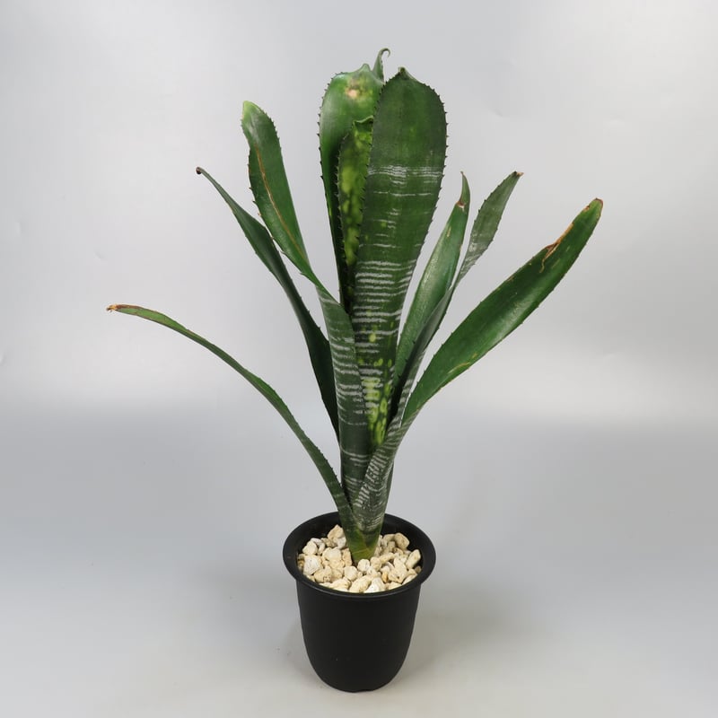 チ*コ様 ブロメリア　billbergia virginia ビルベルギア チ*コ様 ブロメリア billbergia virginia ビルベルギア チ*コ様
