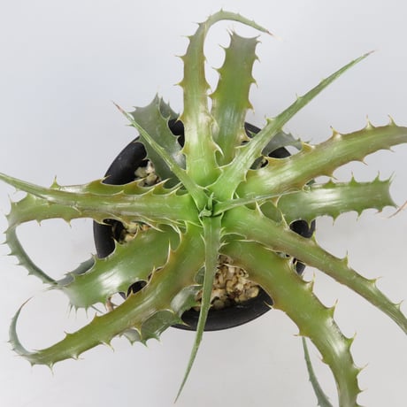 ディッキア | STORES