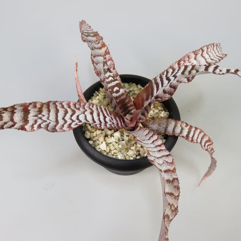 Cryptanthus 'Absolute Zero' | Panus