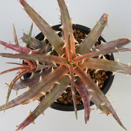 ディッキア エルカホン Dyckia El Cajon ⑴ タグ付き dyckia | STORES
