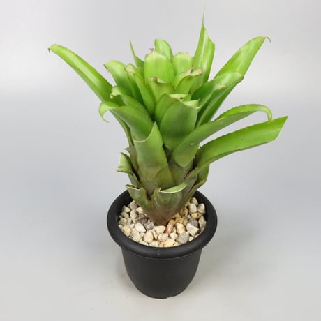 Can　同梱値引きAechmea phanerophlebia rubes Amazon.co.jp: (現品) エクメア ファネロフレビア (No.61989